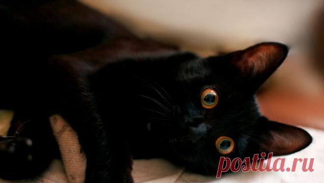 Женщина случайно отправила в посылке свою кошку. Жительница Баварии собрала посылку, не заметив, что ее домашняя кошка забралась внутрь коробки и уснула. Хозяйка запечатала упаковку и отнесла ее в посылочный автомат для отправки, пишет Bild. "Груз" прибыл в пункт выдачи, ...