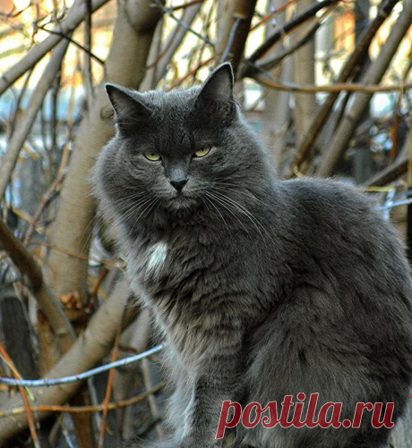 Яндекс.Фотки