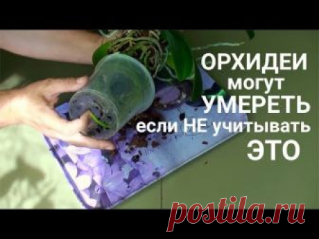 ОРХИДЕИ могут БОЛЕТЬ и УМИРАТЬ если не следить за ЭТИМИ - 4 фазами ЛУНЫ