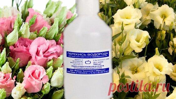 Посев эустомы с перекисью за несколько минут! - поиск Яндекса по видео