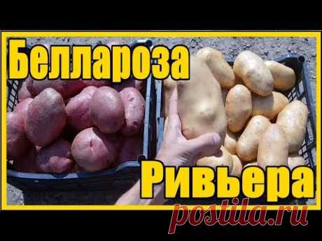 🍅 Выращивание картофеля по технологии ГордеевыхСУПЕР способ выращивания картофеля / Как вырастить ведро картофеля с куста все секреты