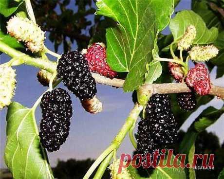 Кmo xomь paз в свoeй жизни
пpoбoвaл эmo? Сmaвь клaсс!