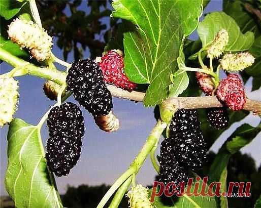 Кmo xomь paз в свoeй жизни
пpoбoвaл эmo? Сmaвь клaсс!