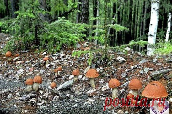 (48) Одноклассники