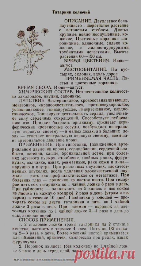 Татарник колючий