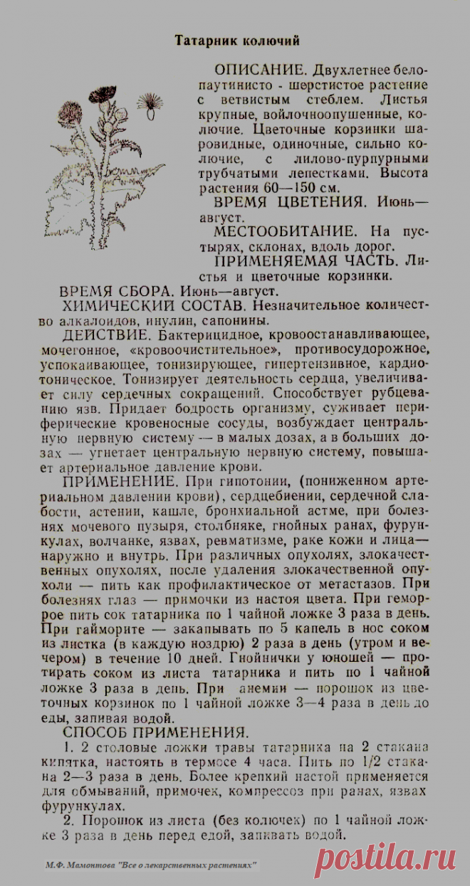 Татарник колючий
