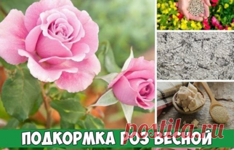 Подкормка роз весной
Чтобы розы росли здоровыми и красивыми обязательно нужна подкормка роз весной. Это касается как вновь посаженных роз, так и живущих в саду уже давно.
Розы можно подкармливать и органическими удобрениями, и минеральными. Но не нужно делать это одновременно. Лучше по очереди с промежутком в 10 -15 дней.
Самая первая подкормка роз весной очень рано — в середине апреля, когда начинает сходить снег. Первая весенняя подкормка роз может быть такая:
аммиачная селитра 10—15 г,
ка