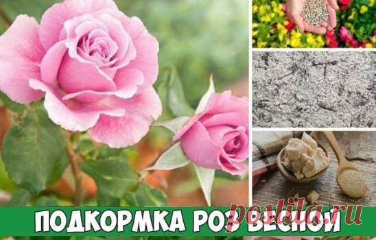 Подкормка роз весной
Чтобы розы росли здоровыми и красивыми обязательно нужна подкормка роз весной. Это касается как вновь посаженных роз, так и живущих в саду уже давно.
Розы можно подкармливать и органическими удобрениями, и минеральными. Но не нужно делать это одновременно. Лучше по очереди с промежутком в 10 -15 дней.
Самая первая подкормка роз весной очень рано — в середине апреля, когда начинает сходить снег. Первая весенняя подкормка роз может быть такая:
аммиачная селитра 10—15 г,
ка