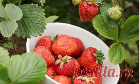 Усадьба | Садовод : Все о клубнике (садовой землянике)
