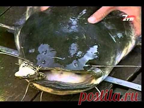 Как ловить сома на квок | Все о рыбалке