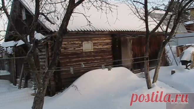 Куры зимой не замёрзнут, пока в курятнике опилки и стружка | Хозяйство Воронова | Яндекс Дзен