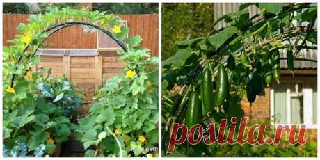 ВЫРАЩИВАНИЕ ОГУРЦОВ НА АРКЕ — Копилочка полезных советов