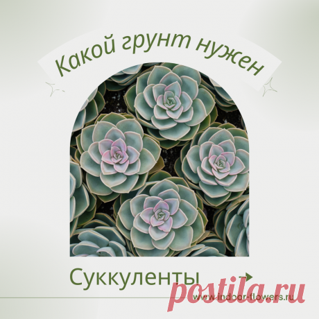 Суккуленты. Какой грунт нужен? Интересуетесь Суккуленты. Какой грунт нужен? ? Узнайте о разнообразных представителях этого вида, их уникальных особенностях и преимуществах. Получите полезные советы по уходу за Суккуленты. Какой грунт нужен? в домашних условиях, включая требования к освещению, поливу, температуре и влажности.