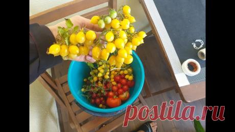 Выращивание помидор на балконе: Полный цикл за 5 минут