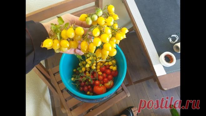 Выращивание помидор на балконе: Полный цикл за 5 минут