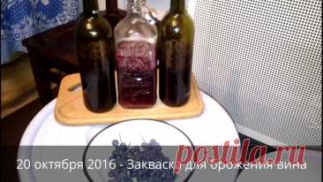 Закваска для брожения вина или что делать, если вино не бродит | Домашнее вино своими руками Привет Друзья!Снова пришло время делать домашнее вино. И я решил записать очередное полезное видео, которое будет дополнением к моей видео-инструкции по дома...
