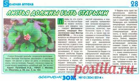 Бадан