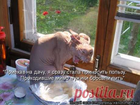Котоматрица: Лучшие за июнь 2010