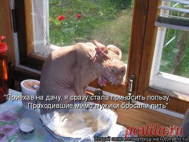 Котоматрица: Лучшие за июнь 2010