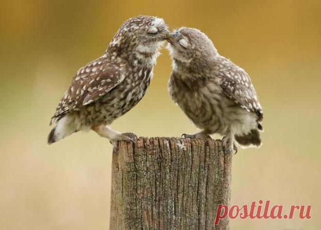 Влюблённые животные - 25 фотографий