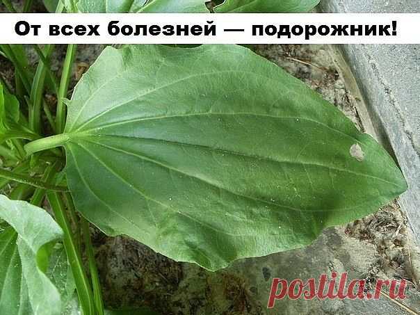 От всех болезней — подорожник!

Подорожник — одно из старинных лекарственных растений. Он был известен еще в Китае, Древней Греции и Риме, это растение высоко ценили персидские и арабские врачи.
Латинское название образовано от слов «подошва» и «двигать», так как листья его напоминают след ноги. Эту же особенность заметили и индейцы Америки, называя его «следом белого человека».
В народной и официальной медицине применяются листья подорожника большого (Plantago major). Пре...