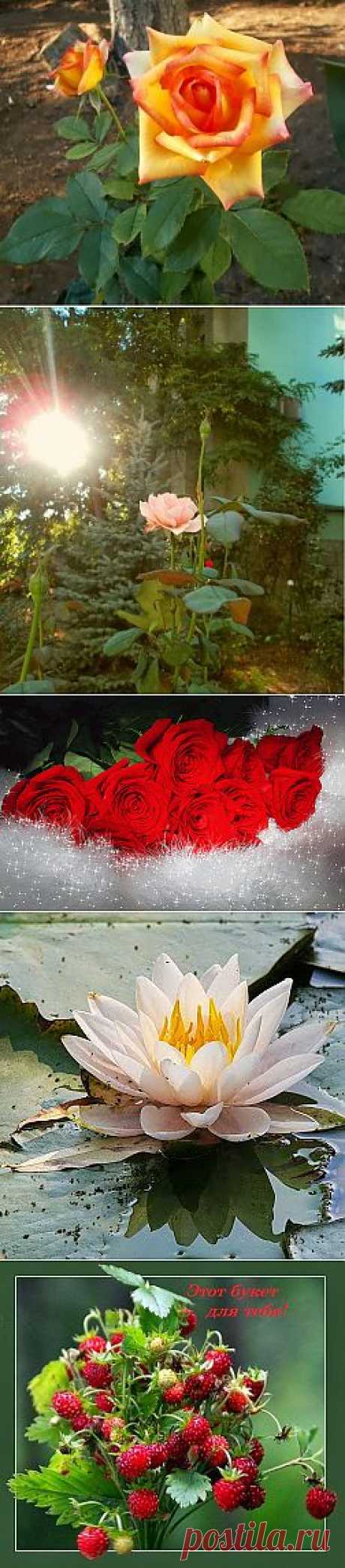 Юрий Фофанов – Google+