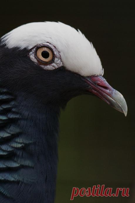 Сем. Голубиные (Columbidae)
Белошапочный голубь (Columba leucocephala)