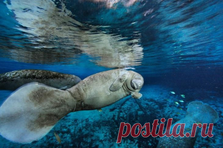 Редкие подводные кадры исчезающей морской жизни