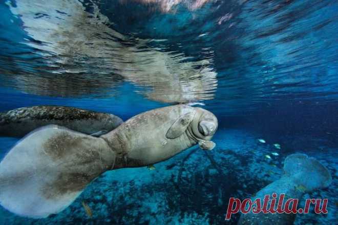 Редкие подводные кадры исчезающей морской жизни