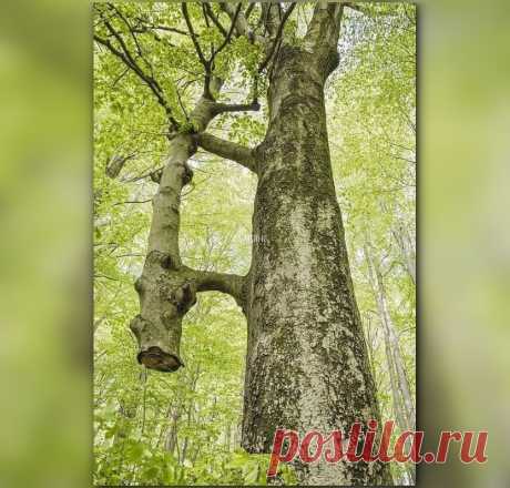 🌳💚🌳 Это дерево растет у дороги в горном массиве Бюкк в Венгрии.  Прошло много лет с тех пор, как кто-то срубил низ ствола тонкого деревца  внизу… но оно не погибло… потому что его держат и кормят «руки»  соседнего дерева! ⁣⁣
⁣⁣.
Каждую весну они вместе распускают свои почки и листья, вместе
 наслаждаются теплом летнего солнца и вместе ложатся спать осенью...