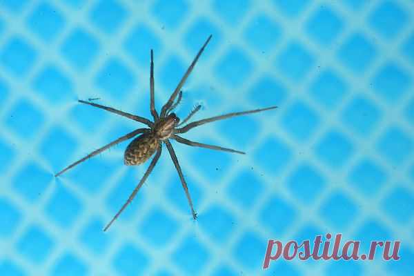 Spider  Free Stock Photo HD - Public Domain Pictures