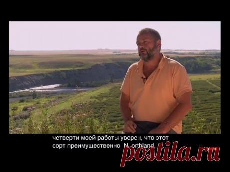 Виды и сорта Ирги или Saskatoon berry, обзор ферм Саскатун Берии в Канаде! Часть #1