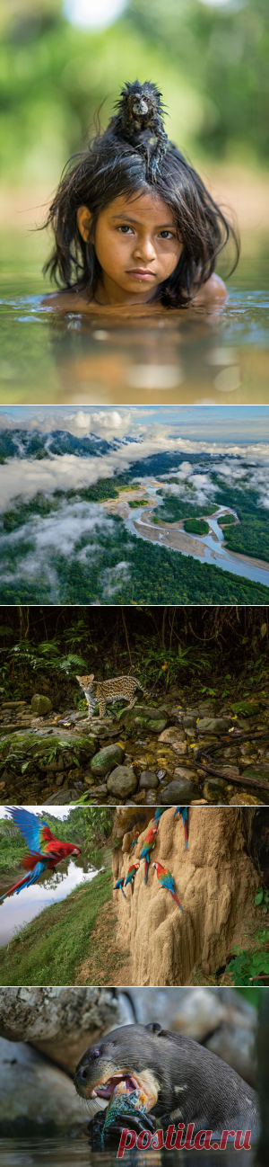 «Польза будет только белым»: должны ли индейцы жить в нацпарке Ману
Индейцы мачигенга, живущие в перуанском парке Ману, возделывают землю и охотятся по старинке — из оружия только лук да стрелы. Пока они не нарушают баланс существующего в парке биоразнообразия. Но что будет, если они или представители других племен возьмутся за ружья? — National Geographic Россия