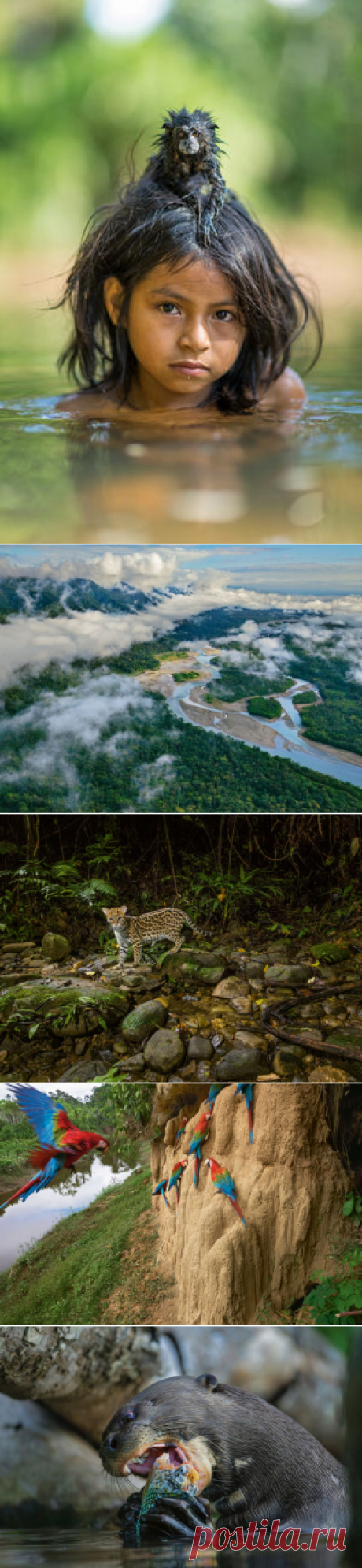 «Польза будет только белым»: должны ли индейцы жить в нацпарке Ману
Индейцы мачигенга, живущие в перуанском парке Ману, возделывают землю и охотятся по старинке — из оружия только лук да стрелы. Пока они не нарушают баланс существующего в парке биоразнообразия. Но что будет, если они или представители других племен возьмутся за ружья? — National Geographic Россия