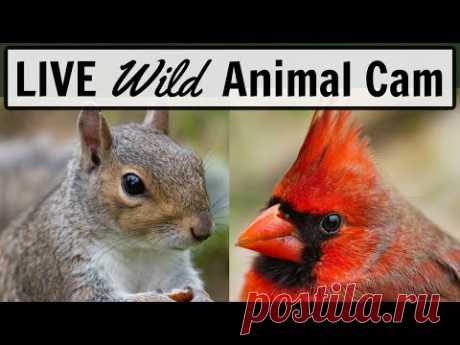The Two LIVE Cameras In My Backyard! - Bird Watching HQ