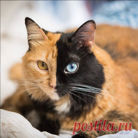 Новая звезда Инстаграм: &quot;двуликая&quot; кошка Химера покоряет Сеть необычным окрасом шерсти