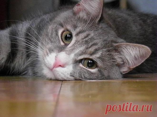 15 любопытных фактов о кошках | nashi-pitomcy.ru