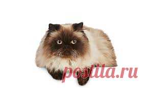 CATS - Google Search