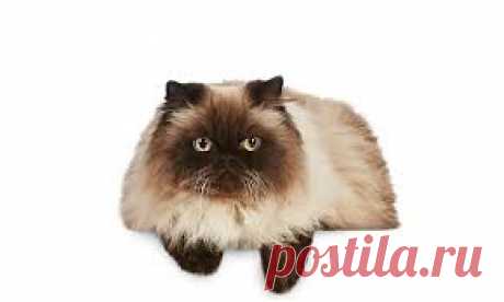 CATS - Google Search