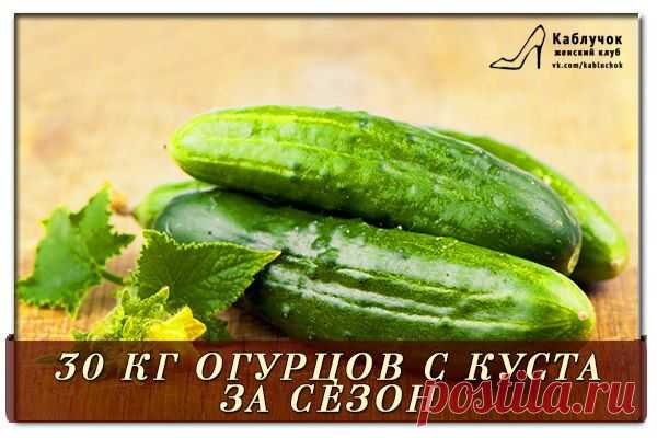 30 КГ ОГУРЦОВ С КУСТА ЗА СЕЗОН. | Познавательный сайт ,,1000 мелочей"