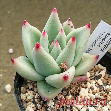 Suculenta Echeveria Fresnillo Zacatecas - Importada Tamanho da muda com no mínimo 5cm equivalente À SEGUNDA FOTO. Só no Brasil contamos com mais de 100 tipos de suculentas, plantas cuja característica mais marcante é o fato de armazenarem boa quantidade de água nas raízes, no talo ou nas folhas, o que varia de acordo com a espécie. Essa adaptação lhes permite manter reservas por períodos prolongados e mesmo viver em locais áridos, secos e de temperatura elevada, como onde ...
