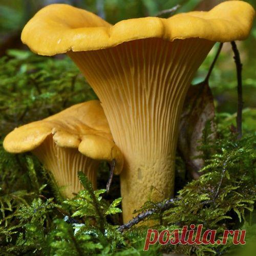 Эти грибы спасают от глистов