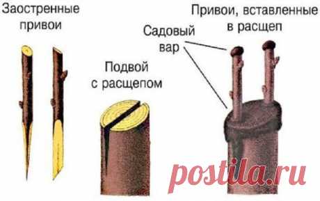 Выбираем подвой. Советы опытных садоводов