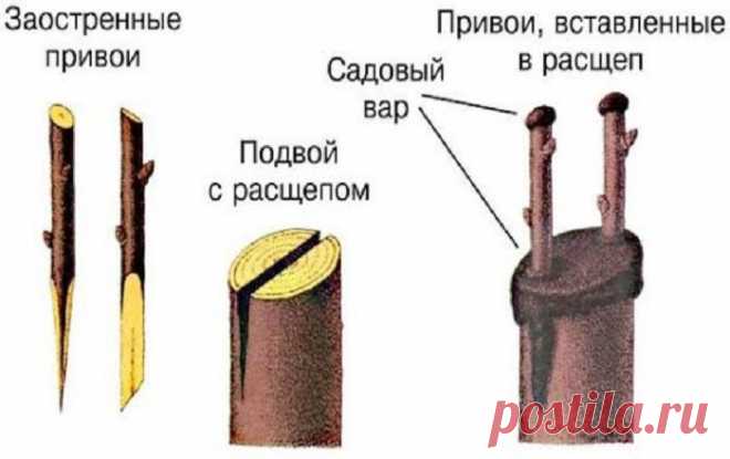Выбираем подвой. Советы опытных садоводов