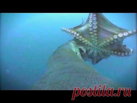 World's Deadliest - Sea Lion vs. Octopus - YouTube