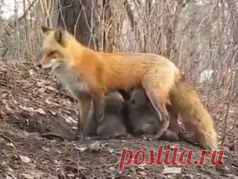 Лиса кормит медвежат / Facebook