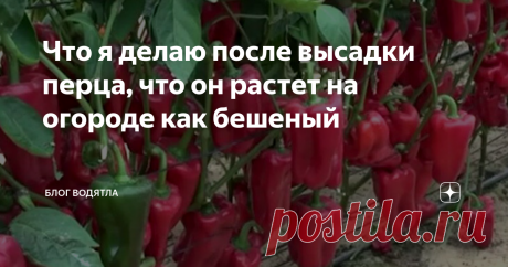 Что я делаю после высадки перца, что он растет на огороде как бешеный На своем участке я выращиваю острый перед и сладкий перец. В целом агротехника этих культур совершенно одинакова, но вот что я не советую, так это высаживать их на одной гряде. На мой взгляд, от этого сладкий перец становится горьким. Видимо, это вызвано переопылением.