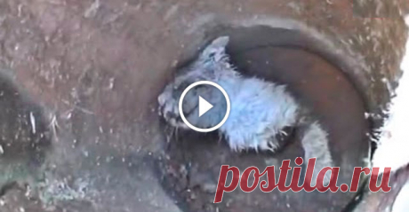 Котёнка залили цементом в трубе и оставили умирать. К счастью, его нашли добрые люди Этот вопиющий случай произошел в Колорадо. Местные жители случайно услышали жалобное кошачье мяуканье. Начав искать его источник, они обнаружили нечто шокирующее: в металлической трубе был залитый цементом котёнок. Люди тут же вызвали службу спасения. Спасателям пришлось сильно постараться, чтоб осв