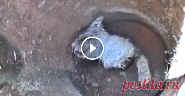 Котёнка залили цементом в трубе и оставили умирать. К счастью, его нашли добрые люди Этот вопиющий случай произошел в Колорадо. Местные жители случайно услышали жалобное кошачье мяуканье. Начав искать его источник, они обнаружили нечто шокирующее: в металлической трубе был залитый цементом котёнок. Люди тут же вызвали службу спасения. Спасателям пришлось сильно постараться, чтоб осв