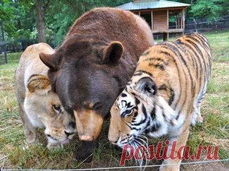 Необычная дружба | Prikolisti.com